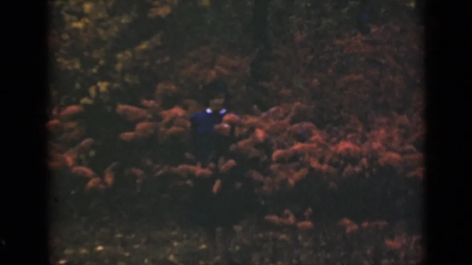 1940 Ontario home-movie frame with shadowed brush, reddish autumn foliage, and a small indistinct blue figure-like form near center.