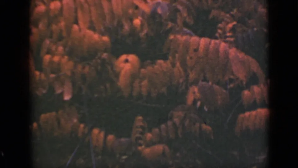 The final frame shifts to reddish plants and rocks in the Ontario wooded area, with no clearly visible person in this contact-sheet panel.