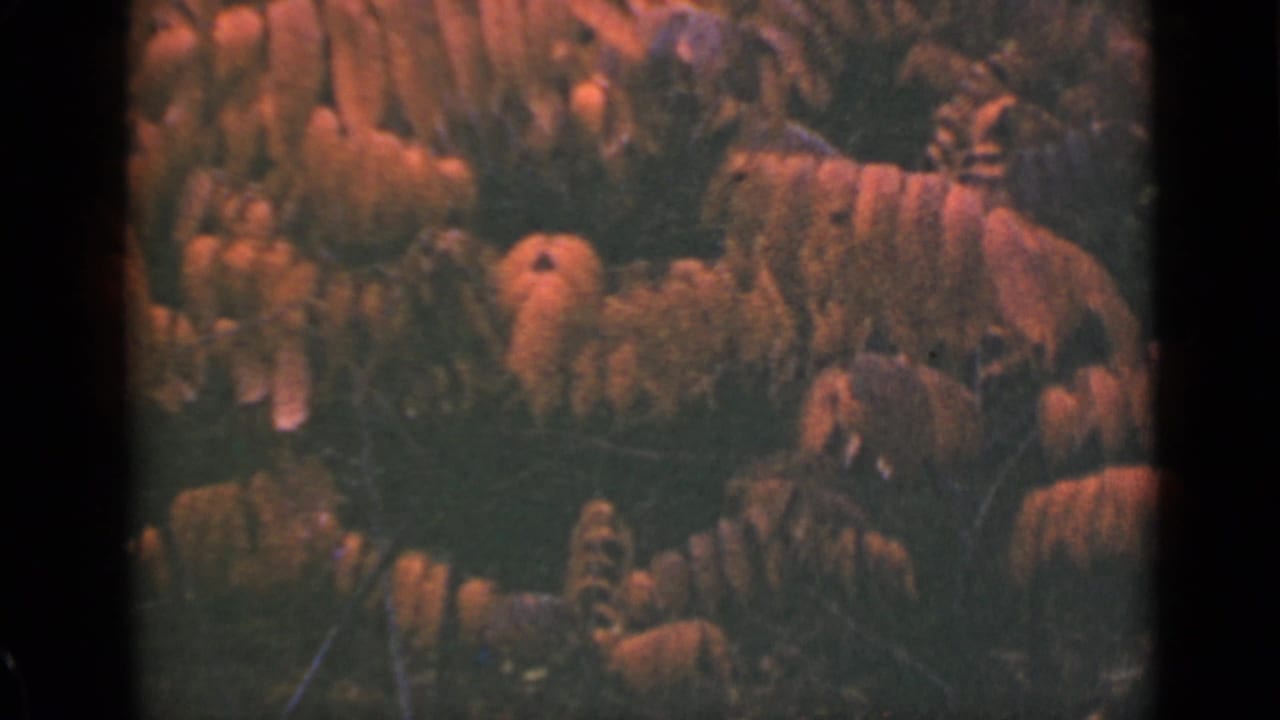 1940 Ontario 8mm frame showing dense yellow-orange autumn foliage through dark borders and soft grain.