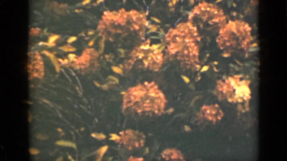 1940 Ontario 8mm frame showing late-season hydrangea blooms with brown-orange petals and surrounding leaves.