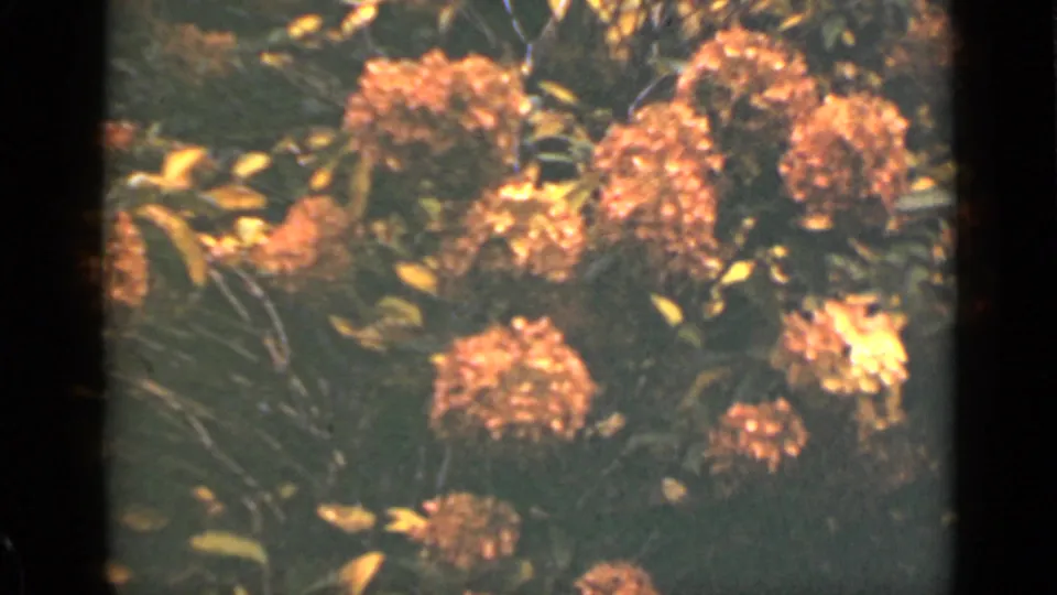 1940 Ontario home-movie frame of hydrangea clusters and green garden foliage in warm, grainy 8mm color.