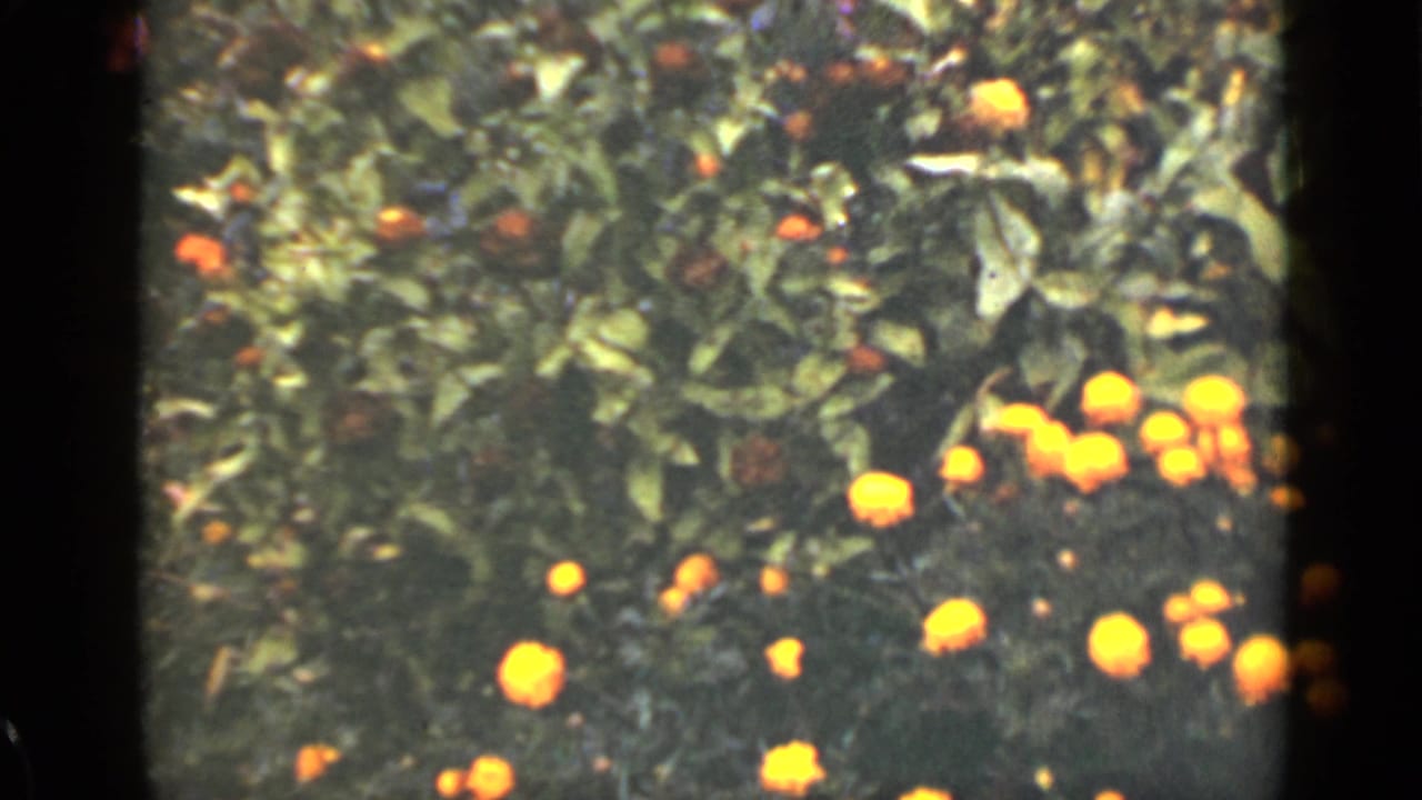 Orange and yellow flowers among green foliage, bordered by dark 8mm frame edges.