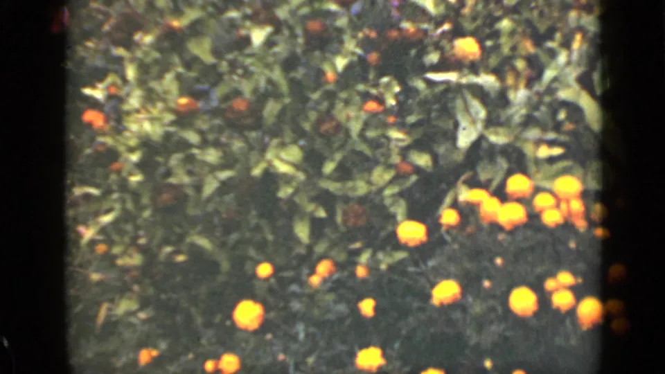 1940 Ontario 8mm frame showing orange and yellow garden flowers amid dense green leaves with soft focus and film-edge shadowing.