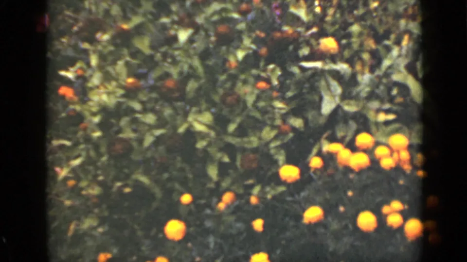 1940 Ontario garden footage frame with yellow-orange blossoms scattered across green foliage in a soft, handheld 8mm view.