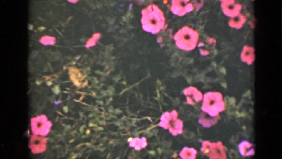 1940 Ontario 8mm frame showing bright pink flowers over low green foliage, with muted shadows and visible film-frame borders.