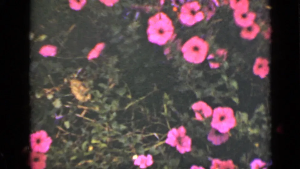 1940 Ontario home-movie frame with pink blossoms scattered through green garden plants, rendered in saturated soft-focus 8mm color.