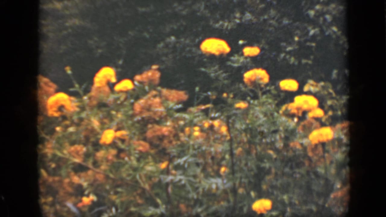 Yellow-orange flowers blooming against dark green garden foliage.