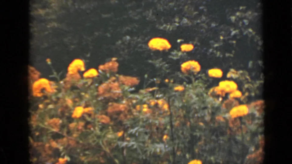 A cluster of yellow-orange blooms appears in a sunlit garden scene from the supplied 1940 Ontario 8mm home-movie clip.