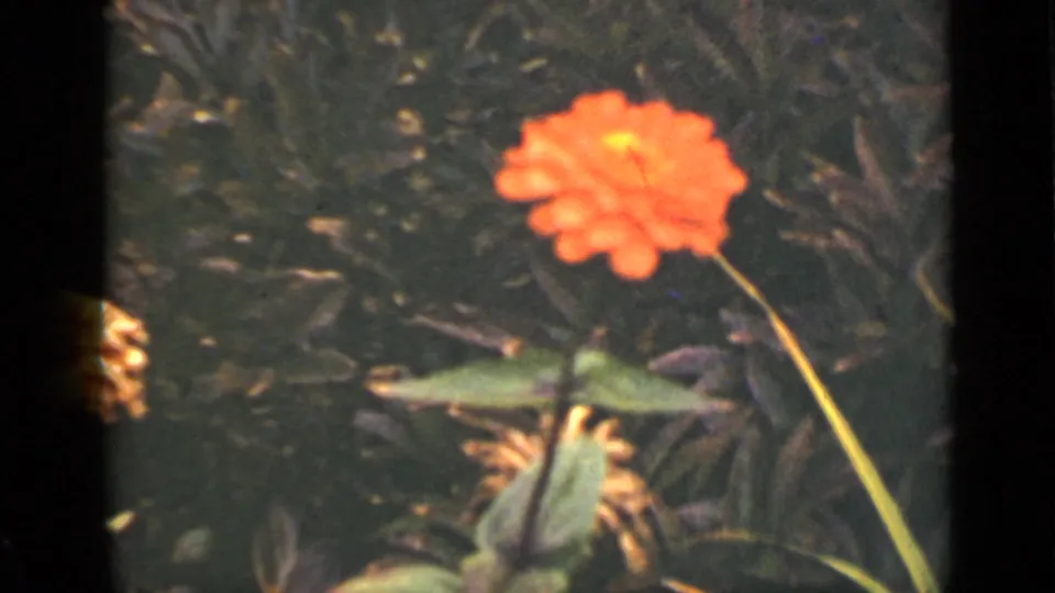 A red-orange zinnia-like flower rises from green foliage in the 1940 Ontario garden footage.
