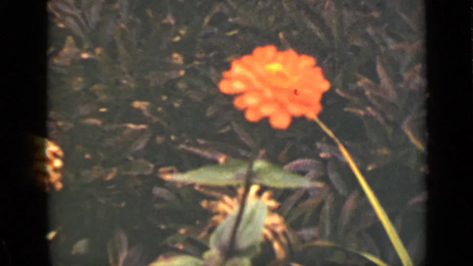 A red-orange zinnia-like bloom leans across shaded foliage in this supplied 1940 Ontario 8mm garden frame.