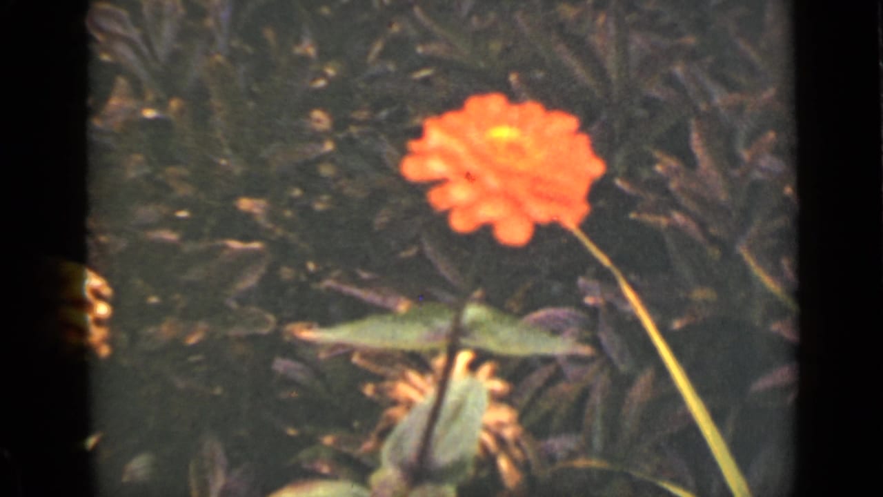 Single orange flower on a tall stem against dark green foliage.