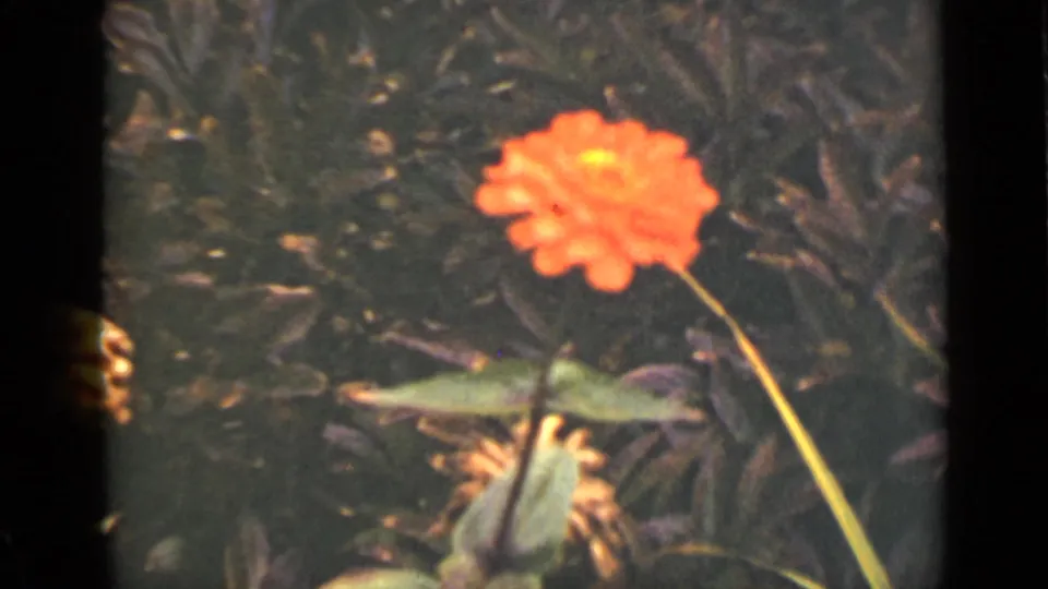 Close 1940 Ontario 8mm view of an orange garden flower with soft focus, grain, and surrounding green leaves.