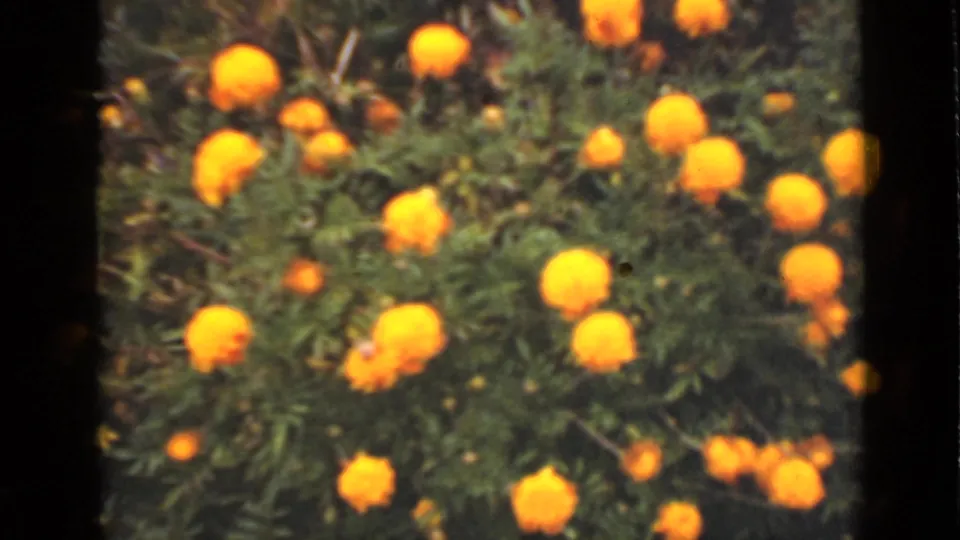 1940 Ontario 8mm frame showing many yellow blossoms clustered among dense green foliage.