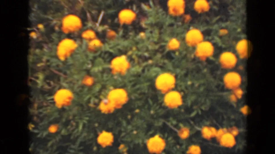 Vintage 8mm view of yellow garden flowers in Ontario, with visible grain, soft detail, and dark film-edge framing.