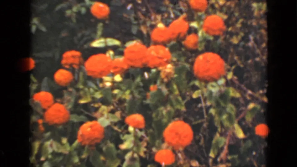 1940 Ontario 8mm frame of orange-red garden flowers, softly focused with visible grain and warm color.