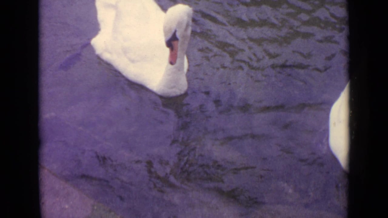 White swan swimming on dark pond water with film borders visible.