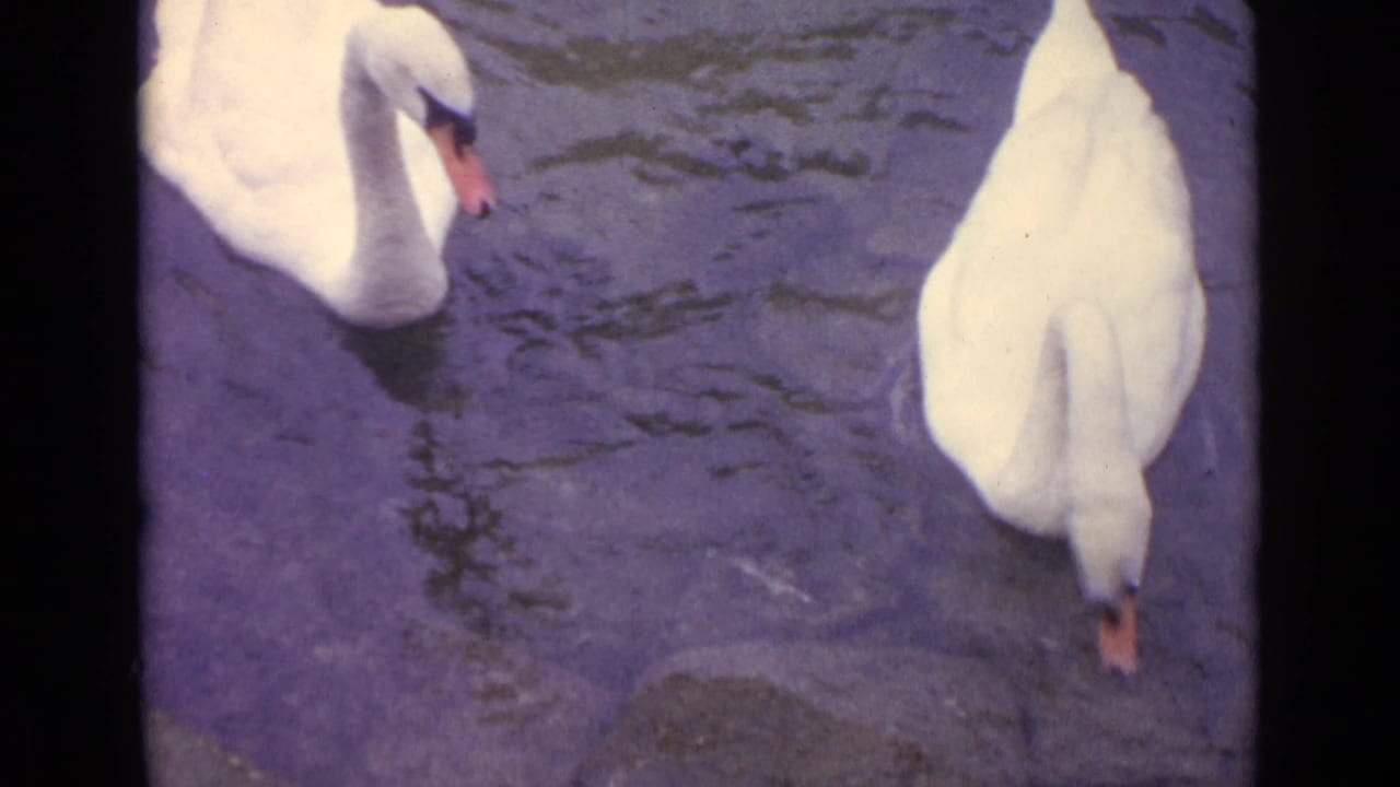 Two white swans partially visible on rippled pond water.