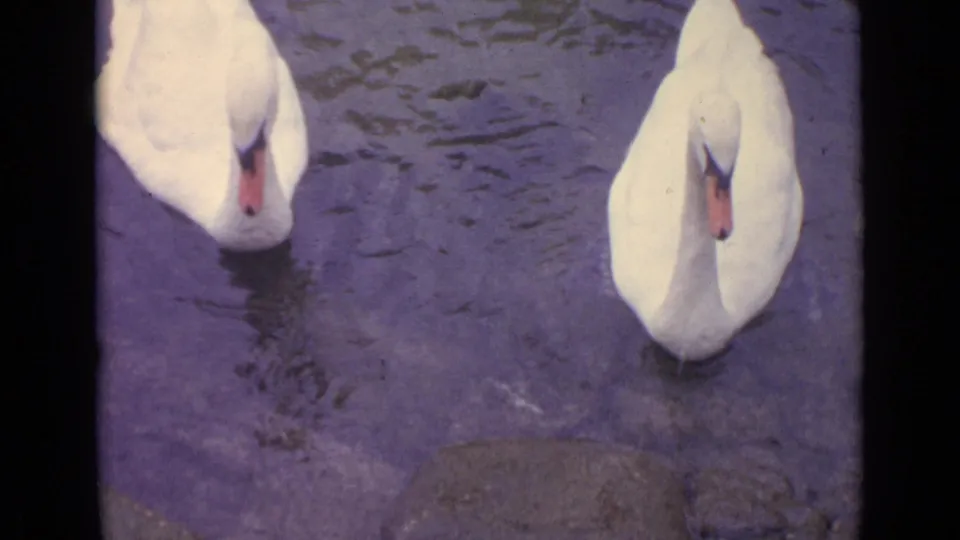Two white swans swim close together on dark pond water, framed from above in vintage 8mm footage.