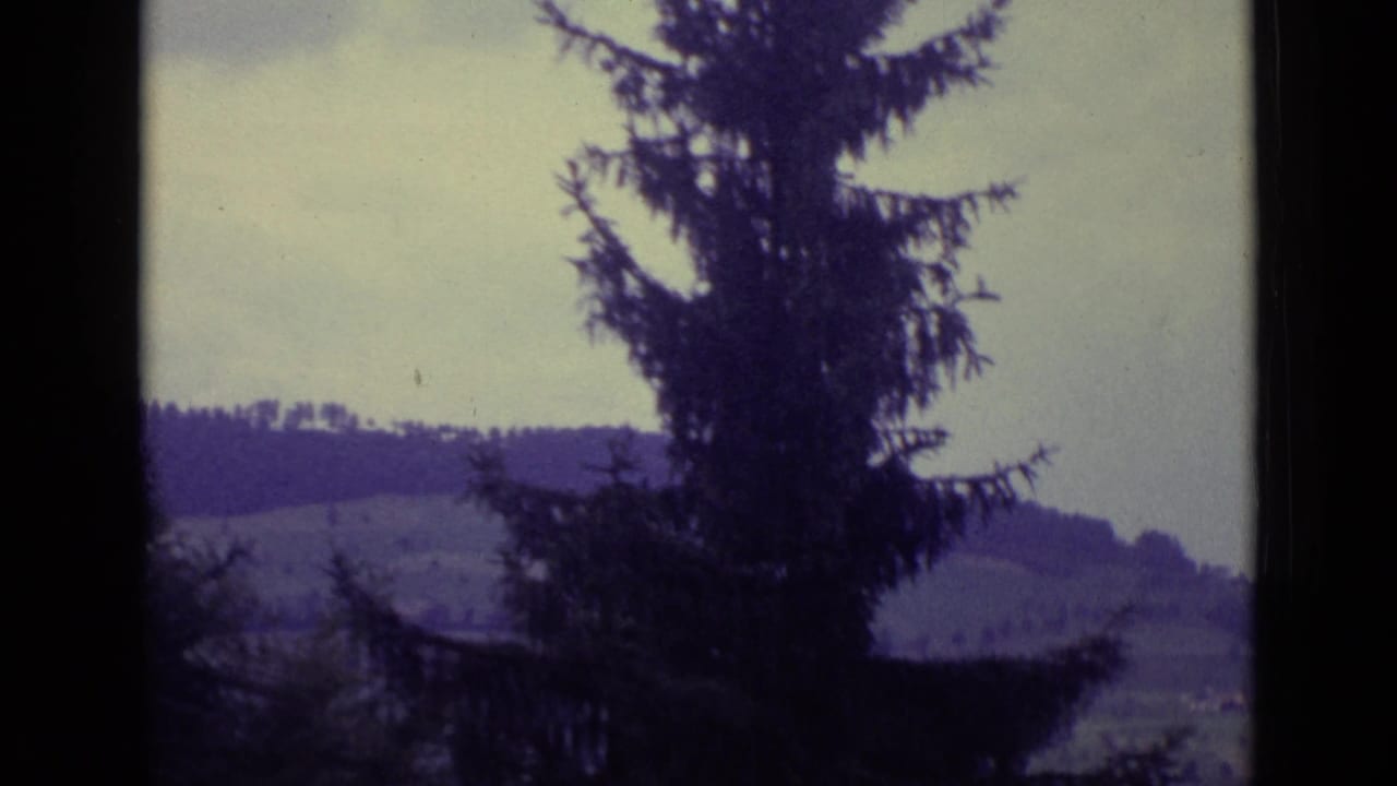 1962 Lucerne landscape view with a dark pine tree in the foreground and soft wooded hills beyond.