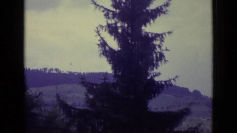 1962 Lucerne landscape view with a dark pine tree in the foreground and soft wooded hills beyond.