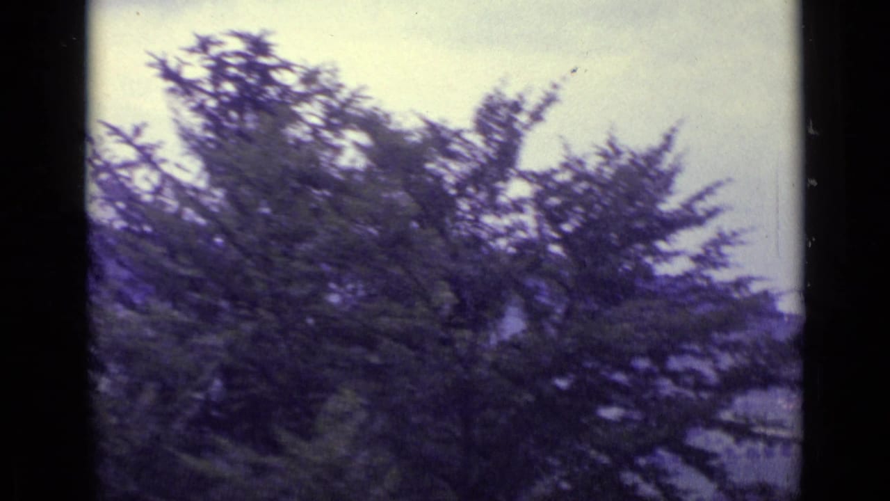1962 Lucerne frame with a leafy tree and soft, distant hillside scenery in muted 8mm color.