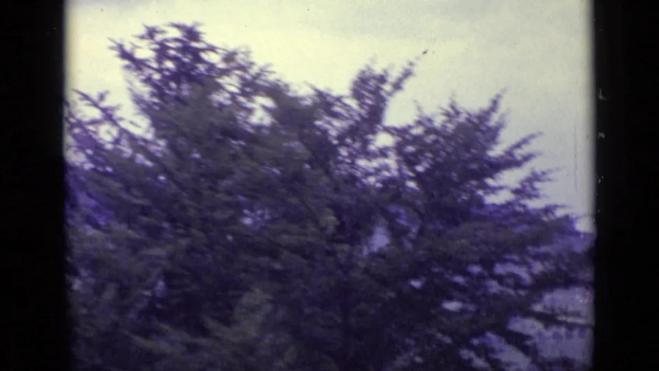 1962 Lucerne frame with a leafy tree and soft, distant hillside scenery in muted 8mm color.