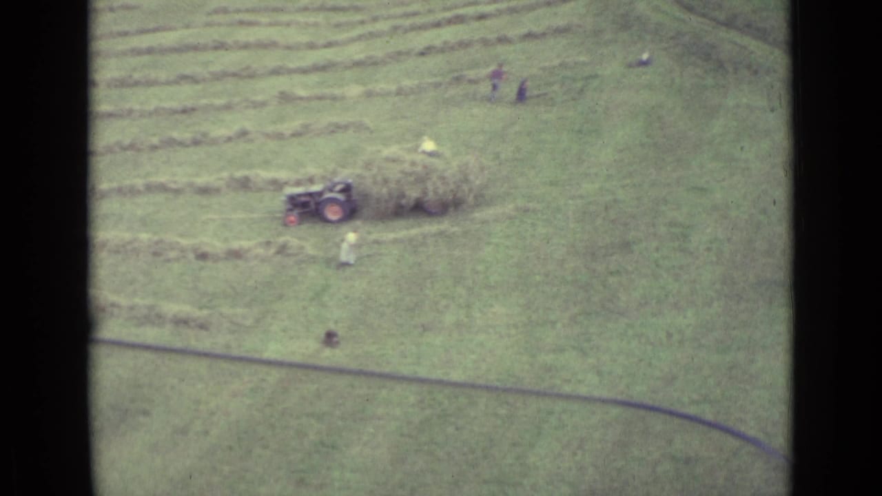 1962 Lucerne-area rural field seen from above, with cut hay rows, a small tractor or wagon, and workers spread across the grass.