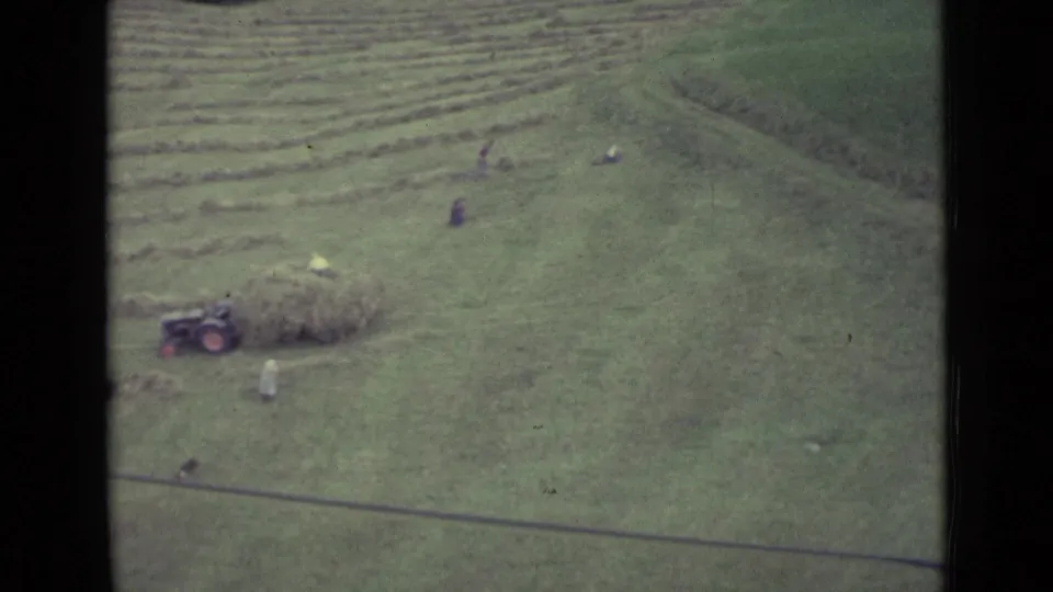 1960s Lucerne rural harvest scene with a small tractor near hay and several workers dispersed across the sloped field.