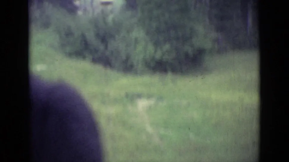 Soft 8mm view in Lucerne with grass, brush, and a dark window or vehicle edge crossing the frame.