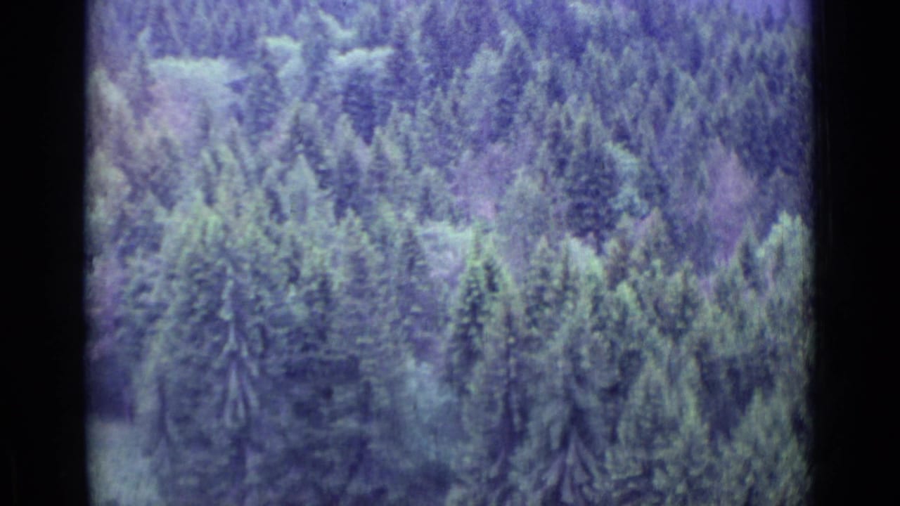 1962 home-movie aerial over Lucerne-area forest, with layered evergreen crowns and aged 8mm color shifting toward purple and green.