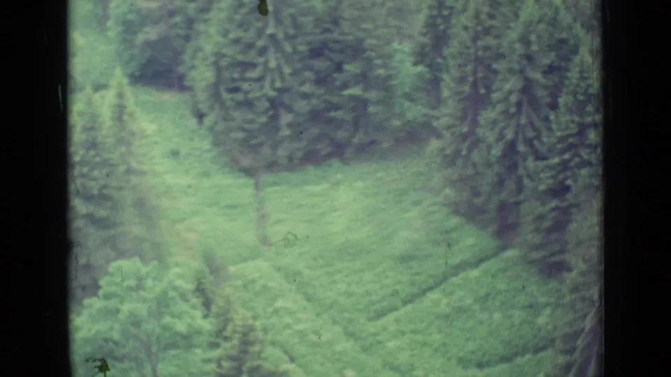 1962 Lucerne-region 8mm frame showing a soft high-angle view of green hillside fields bordered by evergreen trees.