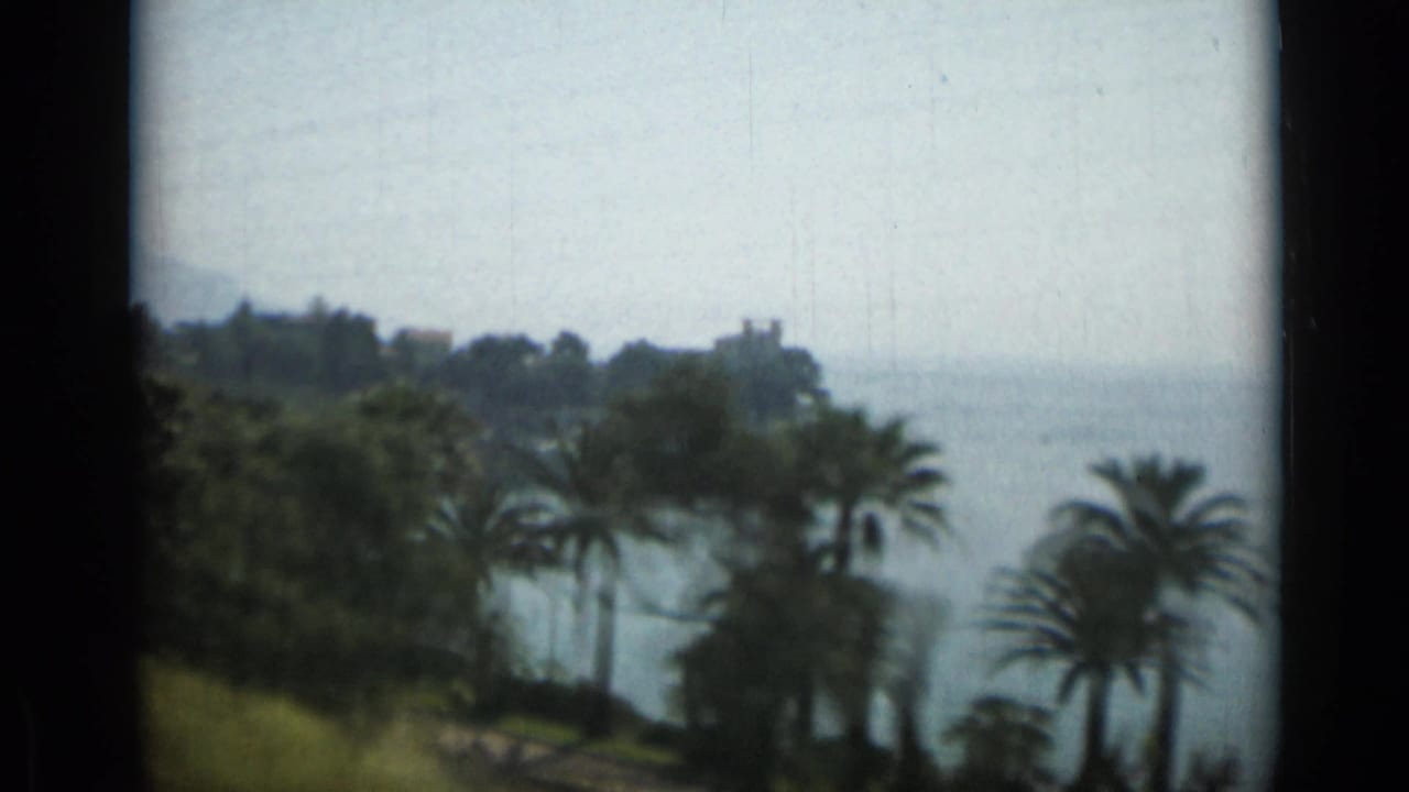 Palm trees and dark greenery overlook a hazy coastal view.