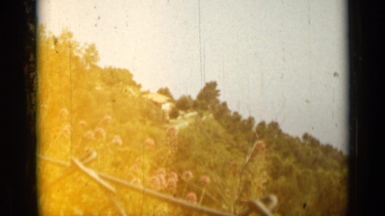 Sunlit hillside with trees, pale buildings, and pink flowers near the foreground.