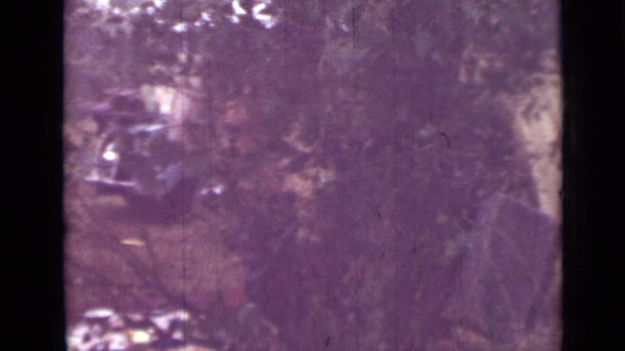 1967 8mm home-movie frame from Saint Petersburg showing a wooded clearing, dense foliage, and sunlit ground through a magenta film cast.