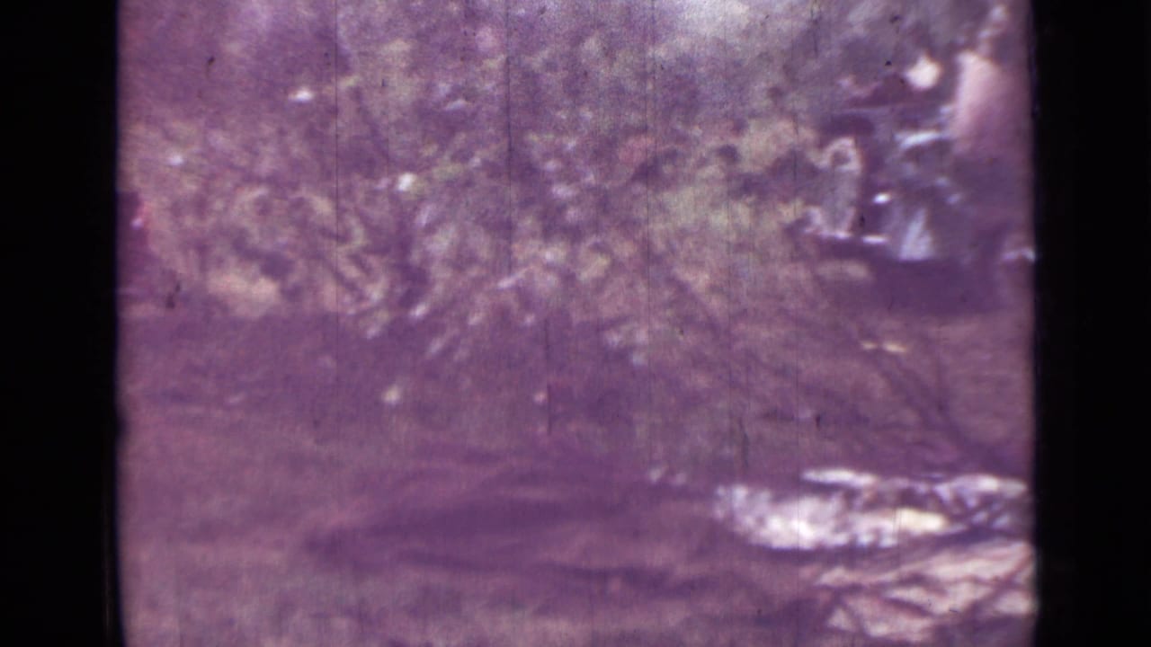 1967 8mm home-movie frame from Saint Petersburg showing a brown blanket or ground covering in a leafy forest clearing.