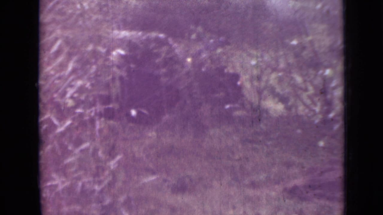 Faded 1967 Saint Petersburg 8mm frame with a dark brown blanket or object on the ground amid weeds, branches, and trees.