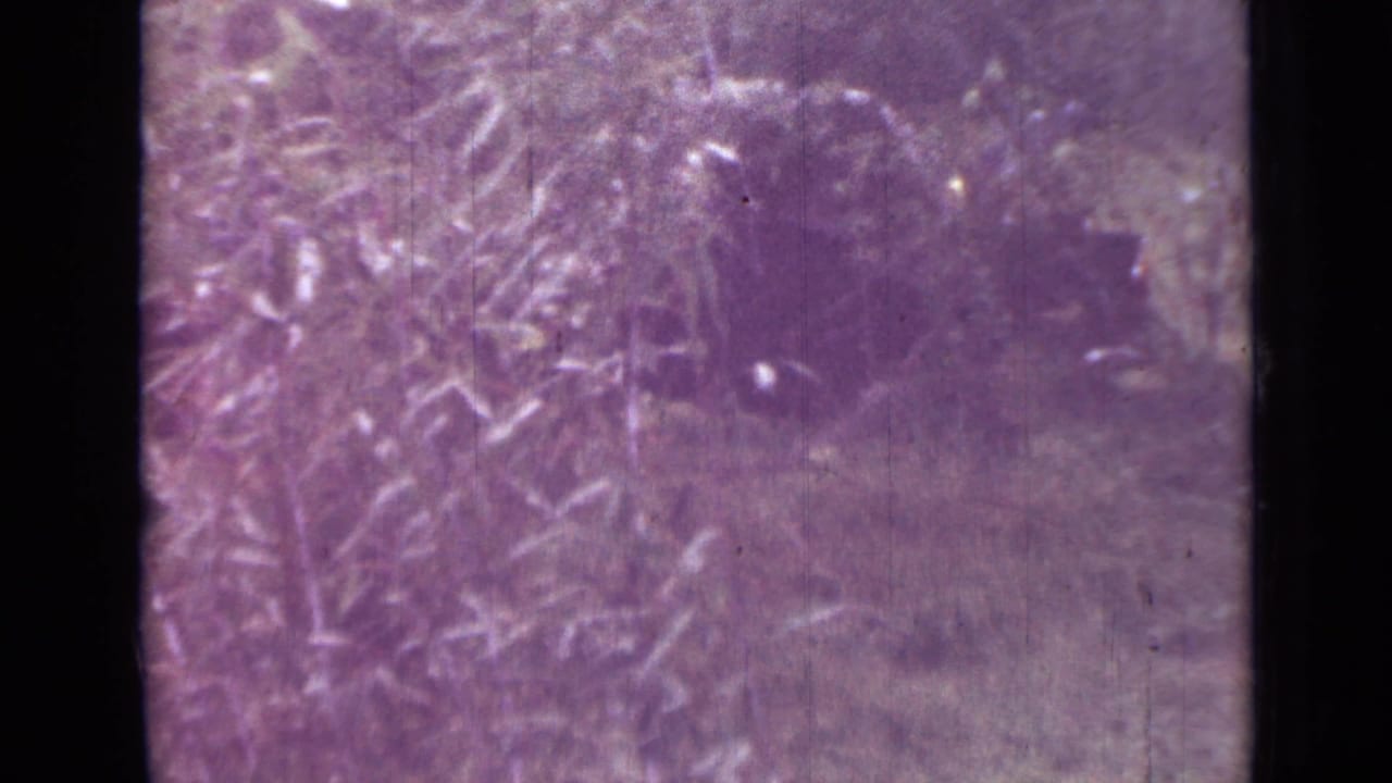 1967 Saint Petersburg home-movie frame showing a grassy field bordered by dense trees and brush in bright daylight.