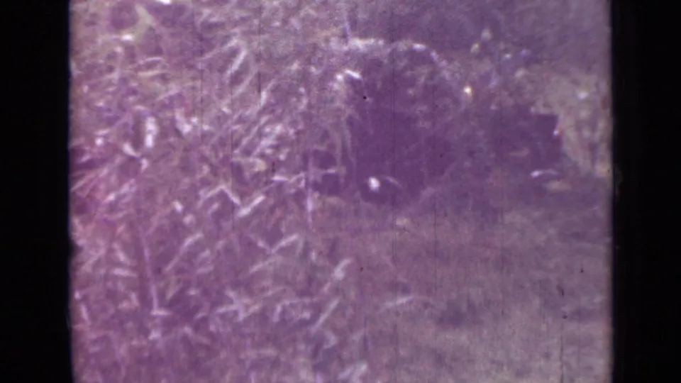 1967 Saint Petersburg home-movie frame showing a grassy field bordered by dense trees and brush in bright daylight.