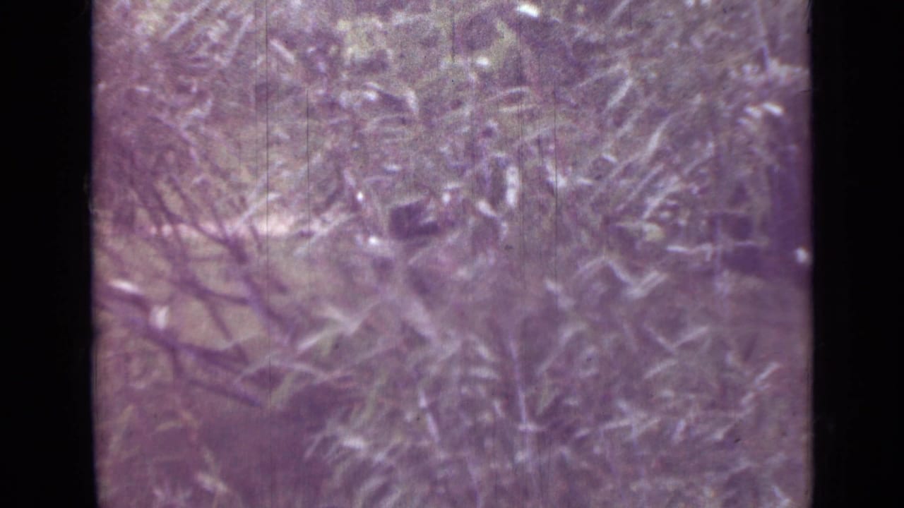 Tree branches and brush fill the frame over a muted grassy foreground.