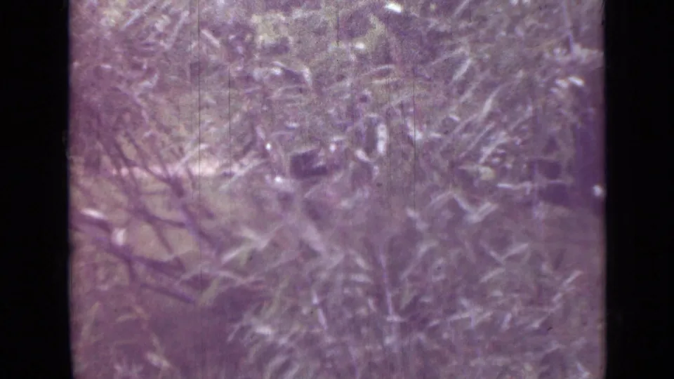 1967 Saint Petersburg 8mm frame with leafy branches, brush, and a subdued grassy foreground under bright daylight.