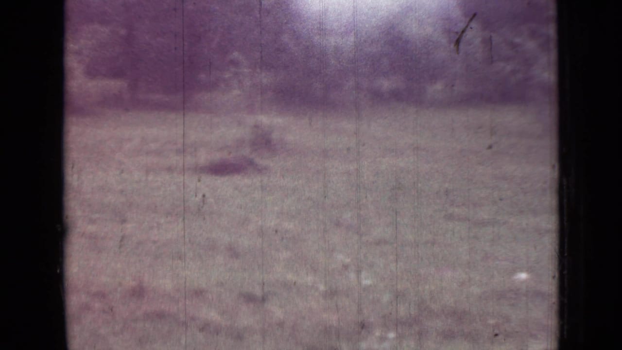 1967 Saint Petersburg home-movie frame showing open grass, shaded trees, and surrounding brush with visible 8mm wear.