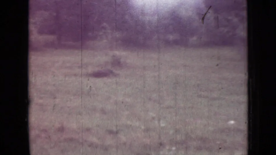 1967 Saint Petersburg home-movie frame showing open grass, shaded trees, and surrounding brush with visible 8mm wear.