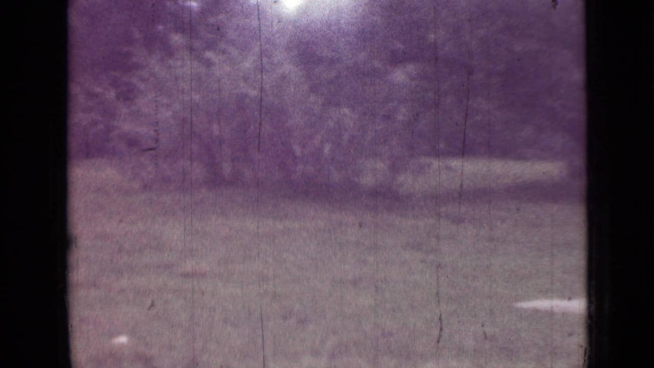 1967 Saint Petersburg 8mm frame of a grassy field bordered by brush and leafy trees, with grain and color shift visible.