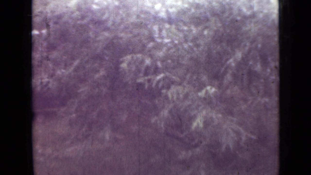 1967 8mm home-movie frame from the Saint Petersburg metadata showing dense foliage during the handheld pan across the campsite.