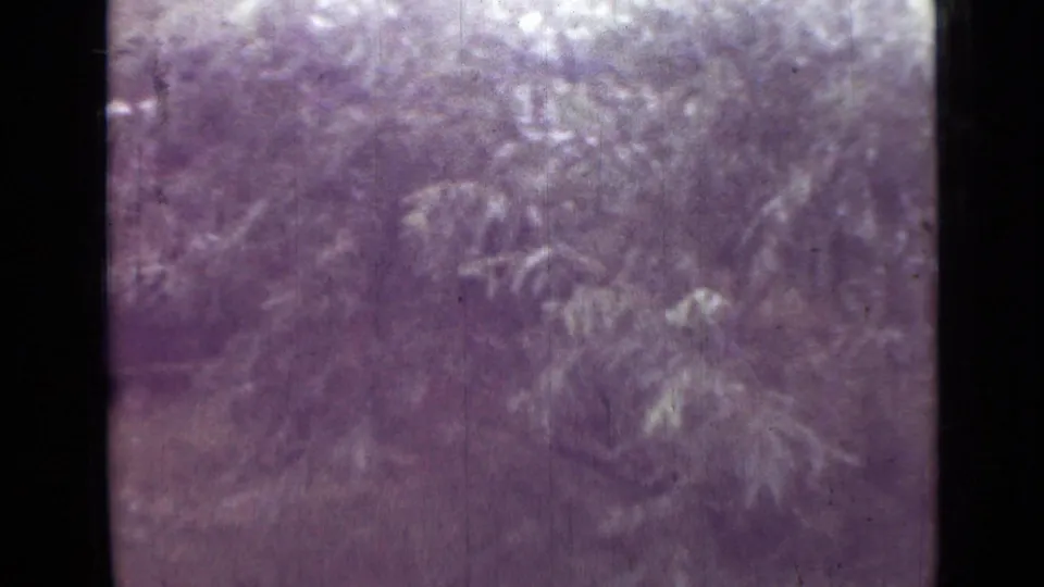 1967 8mm home-movie frame from the Saint Petersburg metadata showing dense foliage during the handheld pan across the campsite.