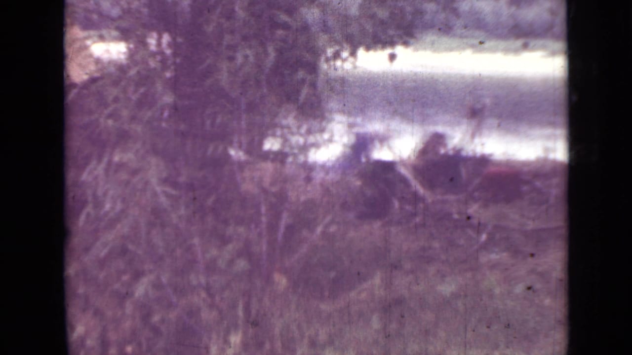 Purple-tinted wooded shoreline with dense branches and pale water in the background.