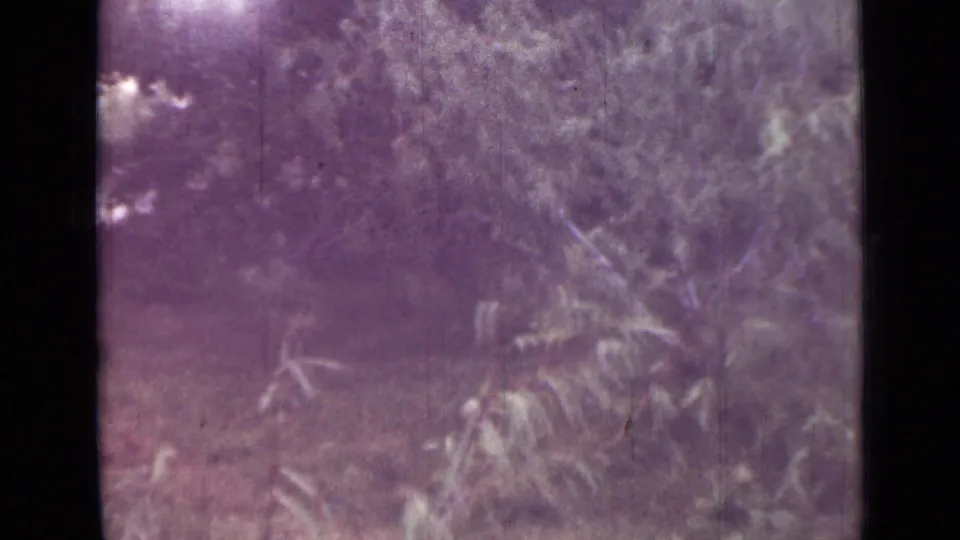 Soft 8mm frame from the Saint Petersburg clip showing thick vegetation and a partial waterside glimpse, with scratches and color fading.