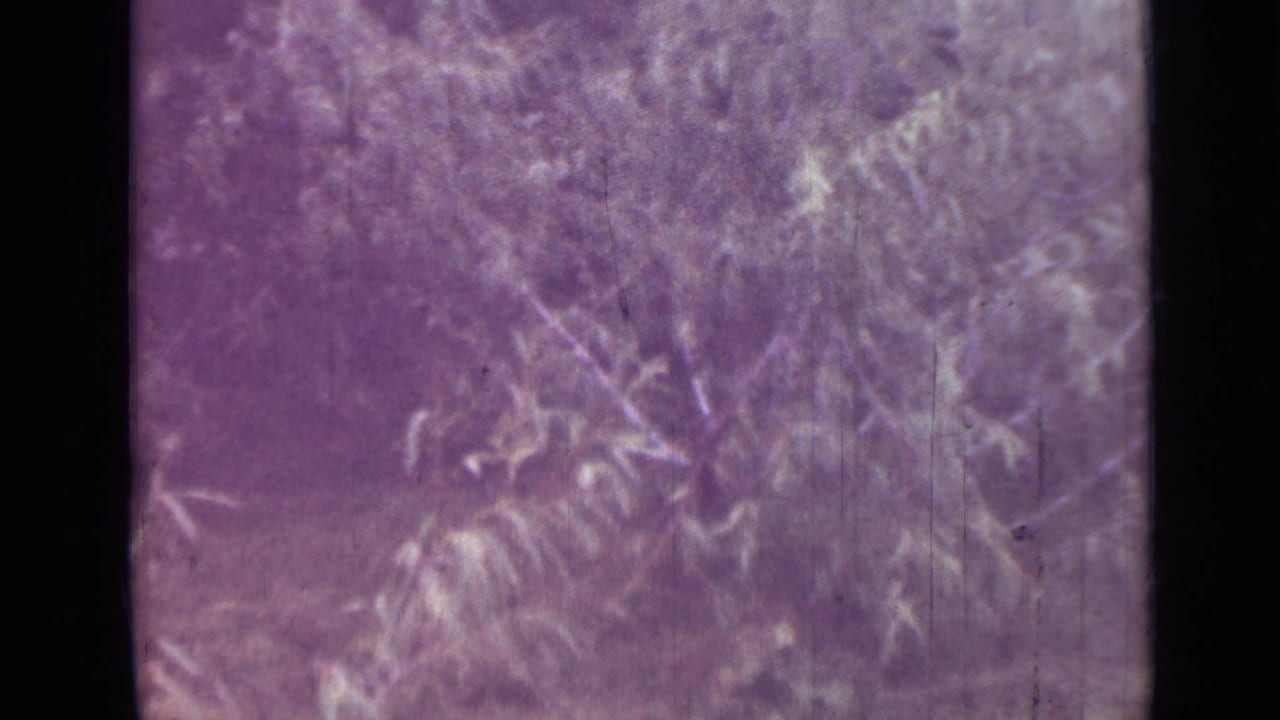 Faded 1967 8mm frame from the Saint Petersburg reel showing soft leafy branches and bushes with heavy purple color shift.