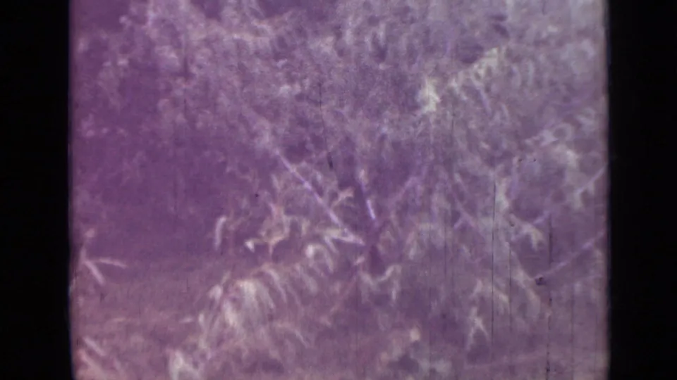 Faded 1967 8mm frame from the Saint Petersburg reel showing soft leafy branches and bushes with heavy purple color shift.