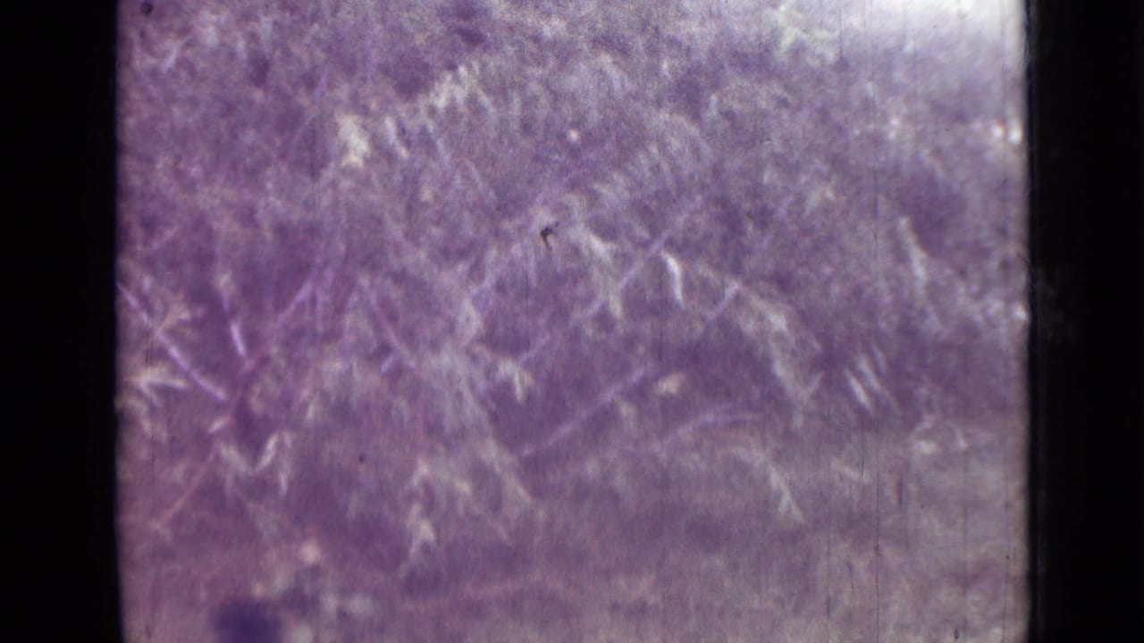 Faded Saint Petersburg 8mm view of leafy outdoor growth, softened by age, grain, scratches, and purple color shift.